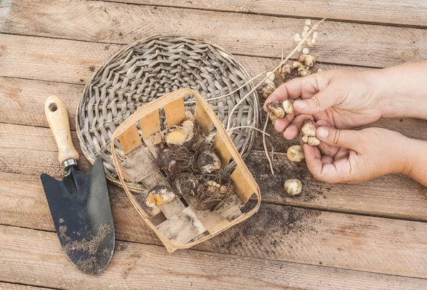 Vrouwelijke Hand Gesorteerd Muscari Bollen Allium Het Graven — Stockfoto