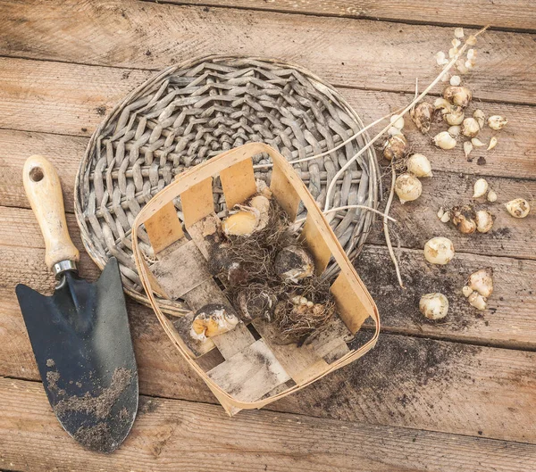 Bollen Muscari Een Tuinschop Een Houten Tafel Het Einde Van — Stockfoto