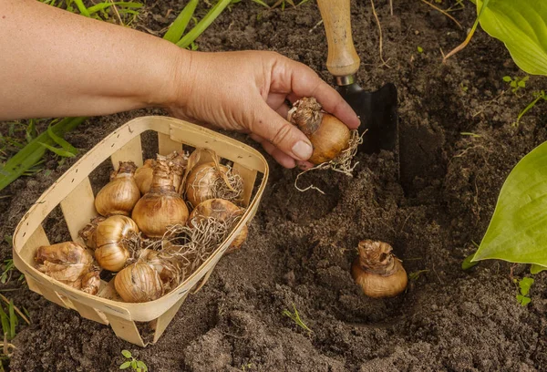 Las Manos Femeninas Plantando Bulbos Narcisos Una Cama —  Fotos de Stock