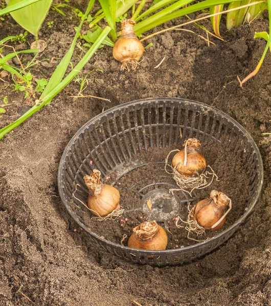 Narzissenzwiebeln Herbst Zwischen Wirt Und Taglilie Pflanzen — Stockfoto