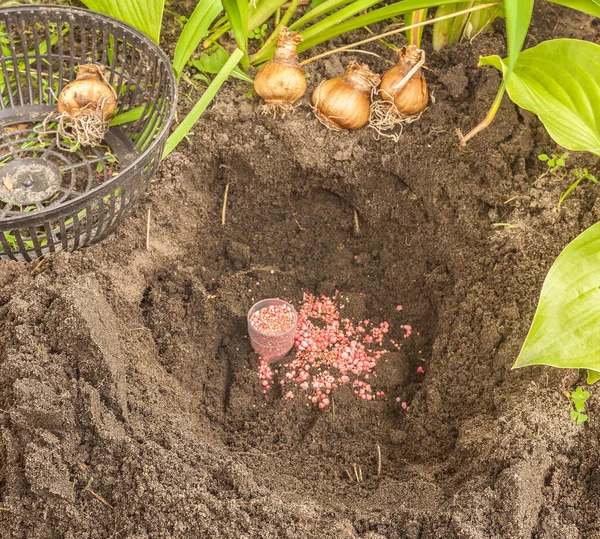 Apply fertilizer before autumn planting daffodils on the flowerbed.