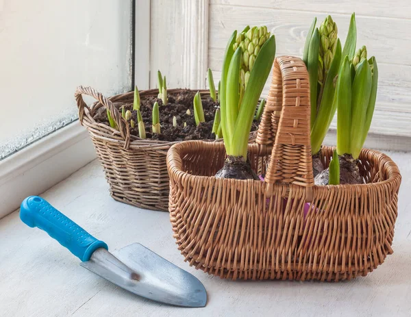 Hyacinths Narcissus Basket Window — Stock Photo, Image