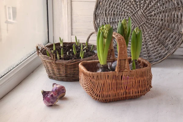 Two Hyacinth Bulbs Next Flowers Basket Window — Stock Photo, Image