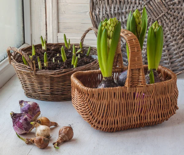 Bulbs Narcissus Hyacinths Background Basket Window — Stock Photo, Image