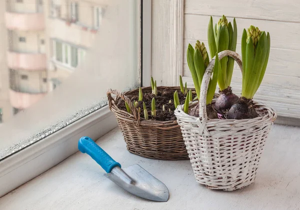 Gartenschaufel Und Blumen Einem Korb Fenster — Stockfoto