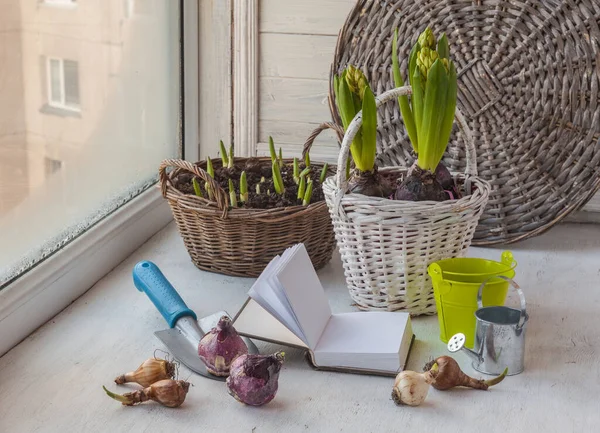 Blumenzwiebeln Dekorativer Eimer Und Gießkanne Notizen Fenster — Stockfoto