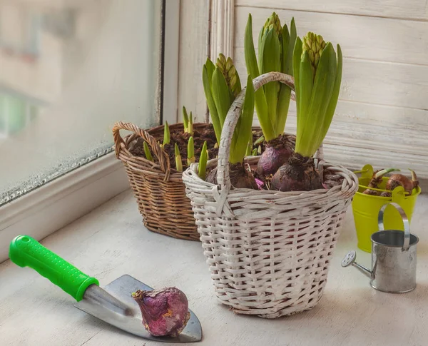 Hyazinthenblüte Winter Fenster Erzwingen — Stockfoto