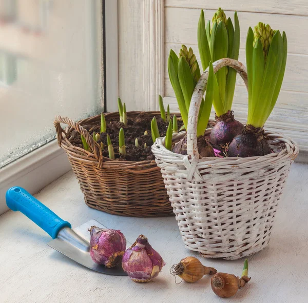 Forcing Hyacinth Bloom Winter Window — Stock Photo, Image