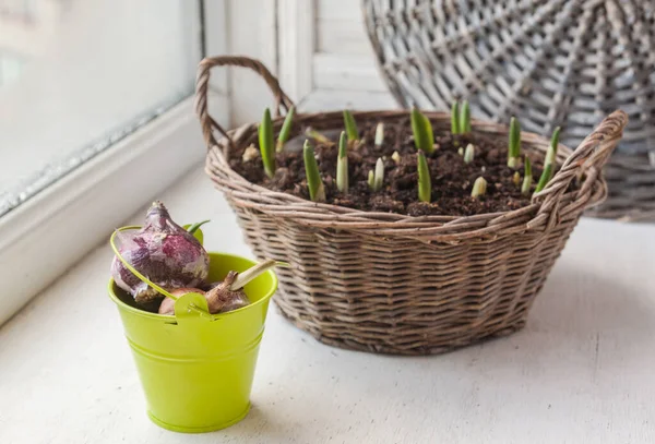 Hyacinth Bulbs Next Flowers Basket Window — Stock Photo, Image