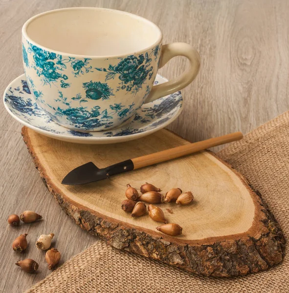 Bollen Sneeuwklokjes Een Houten Tafel Naast Een Schop — Stockfoto