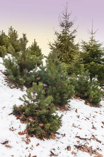 Thematic section "Alpine Garden" in Kyiv Botanical Garden named Grishko in winter — Stock Image Thematic Section Alpine Garden Kyiv Botanical Garden Named Grishko Winter Royalty Free Stock Images