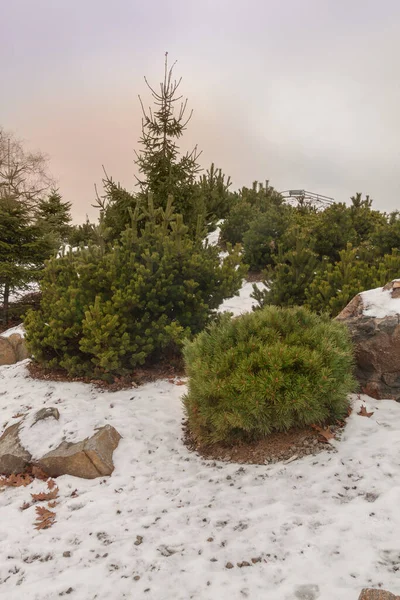 Thematic section "Alpine Garden" in Kyiv Botanical Garden named Grishko in winter — Stock Image Thematic Section Alpine Garden Kyiv Botanical Garden Named Grishko Winter Royalty Free Stock Images