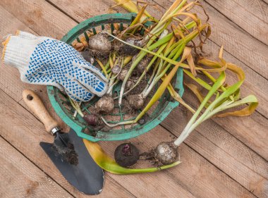Ağaç arka planda sümbül ampulleri ve bahçe küreği.