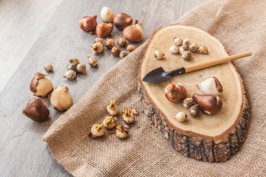 İlkbaharda çiçek açmak için saksıya kraker, lale ve Puschkinia soğanı ekiyorum.