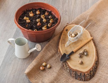 İlkbaharda çiçek açmak için sonbaharda saksıya kraker ve Puschkinia soğanı dikmek.