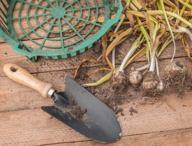Ağaç arka planda sümbül ampulleri ve bahçe küreği.