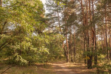 Güneşli bir günde sonbahar ormanında çam ve akasya