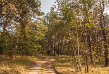 Güneşli bir günde sonbahar ormanında çam ağaçları