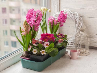 Sümbüllü balkon kutusu, nergis, çuha çiçeği dekorasyonu dekoratif kuşlar ve kalpler. 
