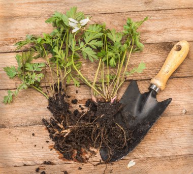 Bahçeye ekmek için dispanserin genç bitkisi ve ahşap bir masanın üzerine kürek.