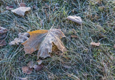 Fallen leaves in hoarfrost in the park autumn morning clipart