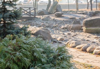 Kiev 'deki bir Japon bahçesinde dondurucu sisli bir sonbahar sabahında ardıç dalları