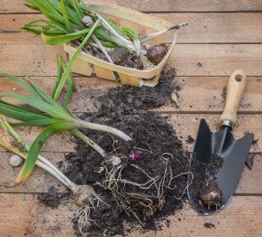 Bitki örtüsünün bitiminden sonra bahçedeki küreğin yanındaki ahşap masada genç sümbül bitkilerini çıkardılar.