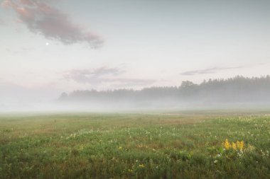 Bir yaz sabahı çayırda puslu bir şafak.