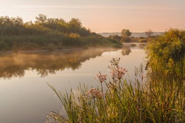 Foggy sunrise on a small river in Polesie overgrown with Butomus umbellatus clipart