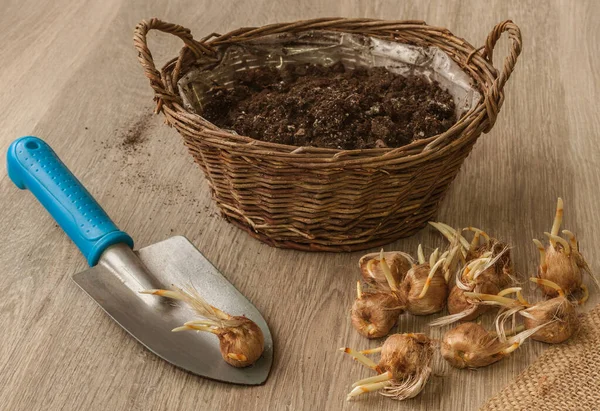 Autumn Crocus Bulbs Next Basket Shovel Wooden Table — Stock Photo, Image