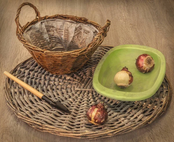 Plant Hyacinth Bulbs Basket Forced Flowering — Stock Photo, Image