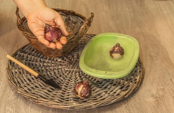 Weibliche Hand Legt Hyazinthenzwiebeln Zum Erzwungenen Blühen Den Korb — Stockfoto