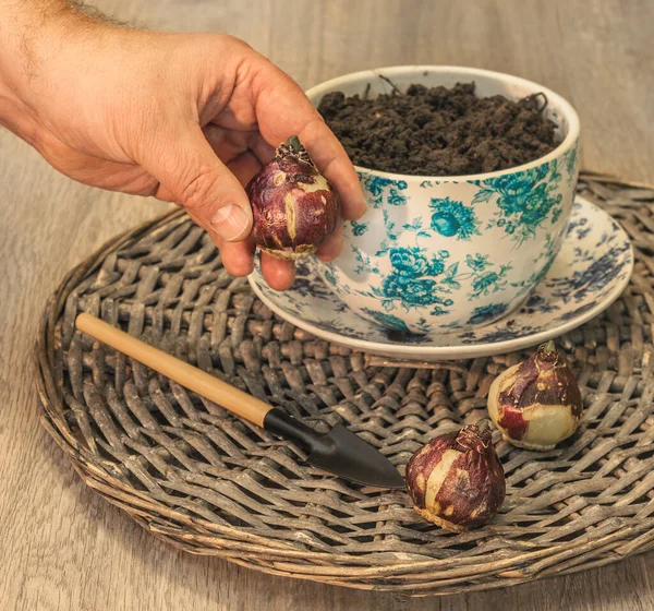 Mão Homem Plantando Bulbos Jacinto Pote Vintage Para Floração Forçada — Fotografia de Stock