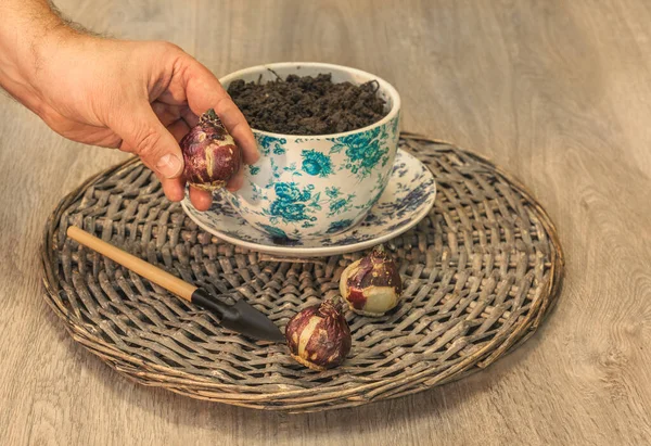 Männliche Hand Pflanzt Hyazinthenzwiebeln Für Die Zwangsblüte Einen Vintage Topf — Stockfoto