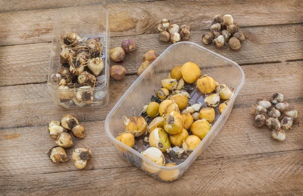 Bulbes Fleurs Fleurissant Printemps Sur Une Table Bois — Photo