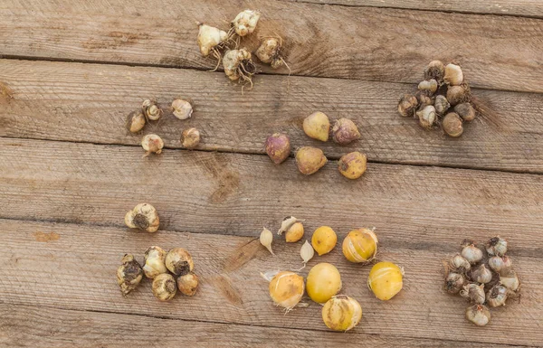 Bulbes Fleurs Fleurissant Printemps Sur Une Table Bois — Photo