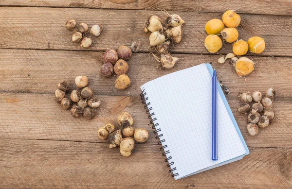 Bulbi Dei Fiori Primaverili Tavolo Legno Quaderno Con Una Pagina — Foto Stock