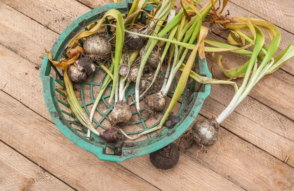 Bollen Hyacinten Mand Voor Het Planten Van Bollen Een Houten — Stockfoto