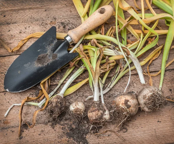 Zwiebeln Von Hyazinthen Und Gartenschaufel Auf Einem Hölzernen Hintergrund — Stockfoto