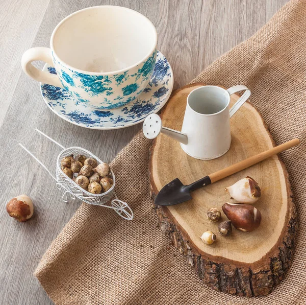 Puschkinien Und Tulpenzwiebeln Und Vintage Topf Zum Wachsen Eines Hauses — Stockfoto