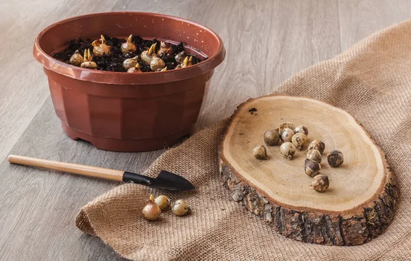 Het Planten Van Krokusbollen Puschkinia Bollen Een Pot — Stockfoto