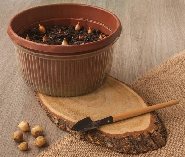 Bulbos Gotas Nieve Una Olla Jacintoides Una Mesa Madera Lado —  Fotos de Stock