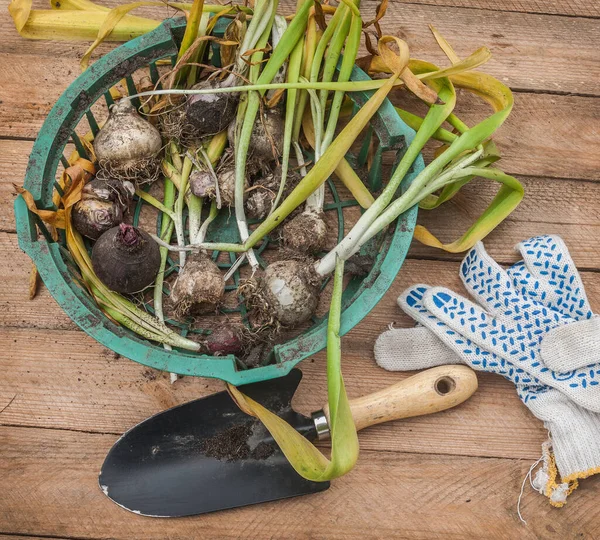 Hyacinten Uitgraven Het Einde Van Vegetatie Tuinhandschoenen Een Houten Tafel — Stockfoto