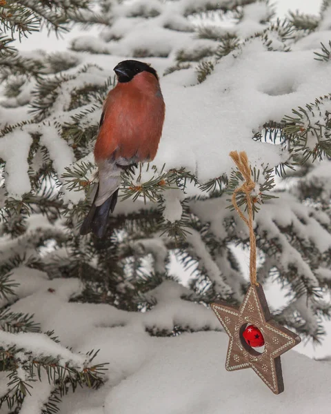 눈덮인 가문비나무 불핀치 크리스마스 장난감 — 스톡 사진
