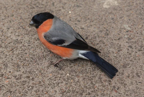 Junger Männlicher Gimpel Pyrrhula Pyrrhula Sitzt Auf Asphalt — Stockfoto