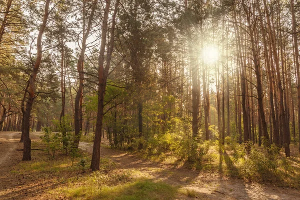 阳光穿过秋天森林里的松树树干 — 图库照片