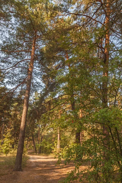 Alberi Pino Nella Foresta Autunnale Una Giornata Sole — Foto Stock