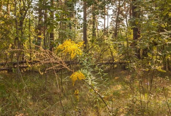 Solidago Canadensis Nella Radura Una Pineta Autunno — Foto Stock