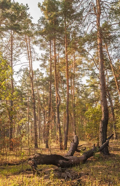 Alberi Pino Nella Foresta Autunnale Una Giornata Sole — Foto Stock