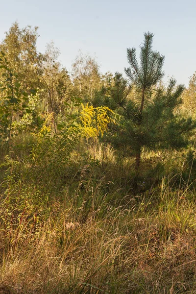 Solidago Canadensis Nella Radura Una Pineta Autunno — Foto Stock